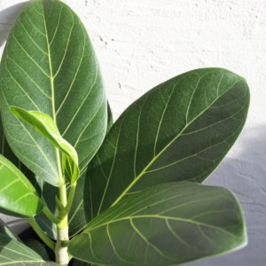 ficus-figovnik-benghalensis-audrey-rastlinkovo