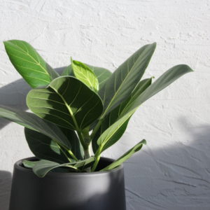 ficus-figovnik-benghalensis-audrey-rastlinkovo