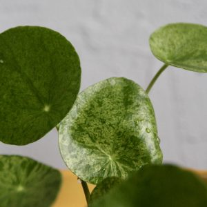 pilea-peperomioides-mojito-rastlinkovo