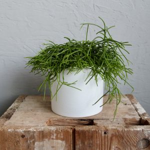 rhipsalis-cashero-rastlinkovo