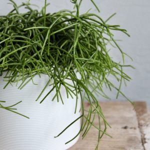 rhipsalis-cashero-rastlinkovo