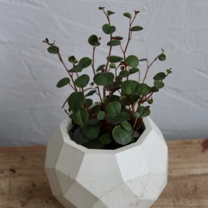 peperomia peperspot