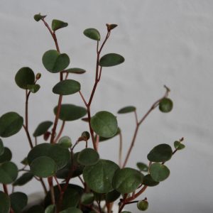 peperomia peperspot