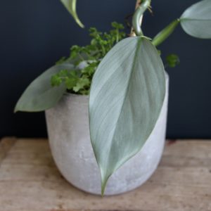 philodendron silver sword