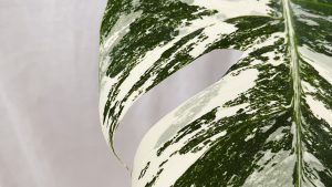 Všetko čo potrebujete vedieť o Monstera Albo Variegata