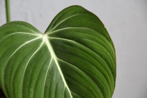 philodendron