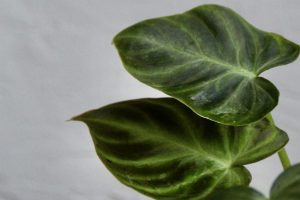 philodendron