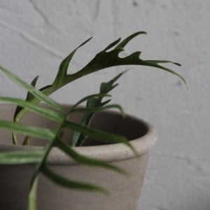 philodendron-tortum-baby-rastlinkovo