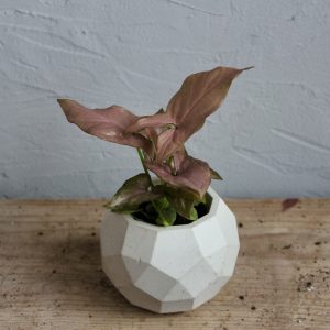 syngonium-pink-allusion-rastlinkovo