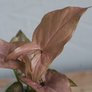 syngonium-pink-allusion-rastlinkovo