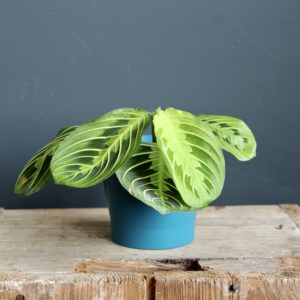 maranta-lemon-lime-rastlinkovo