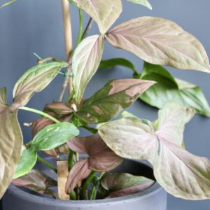 syngonium-pink-splash-rastlinkovo