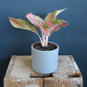 aglaonema-prosperity-rastlinkovo