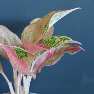 aglaonema-prosperity-rastlinkovo