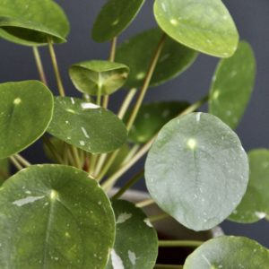 pilea-peperomioides-splash-variegata-rastlinkovo