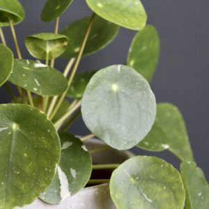 pilea-peperomioides-splash-variegata-rastlinkovo