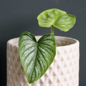 philodendron-plowmanii-rastlinkovo