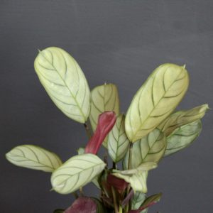 calathea-ctenanthe-amagris-rastlinkovo