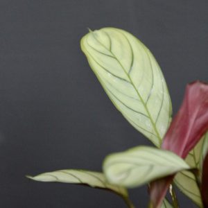 calathea-ctenanthe-amagris-rastlinkovo