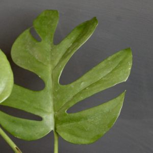 rhapidophora-tetrasperma-rastlinkovo