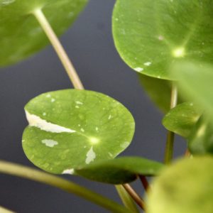 pilea-peperomioides-splash-rastlinkovo