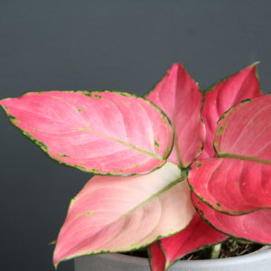 aglaonema-pink-star-rastlinkovo