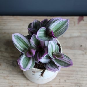 tradescantia-nanouk-rastlinkovo