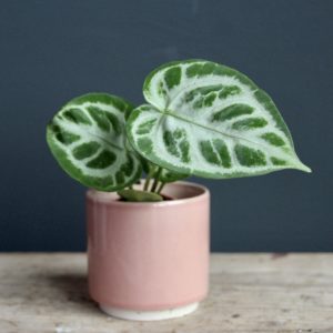 anthurium-silver-blush-rastlinkovo