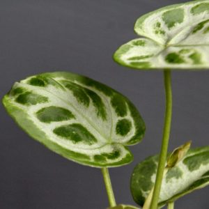 anthurium-silver-blush-rastlinkovo