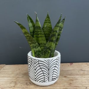sansevieria-zeylanica-fan-rastlinkovo