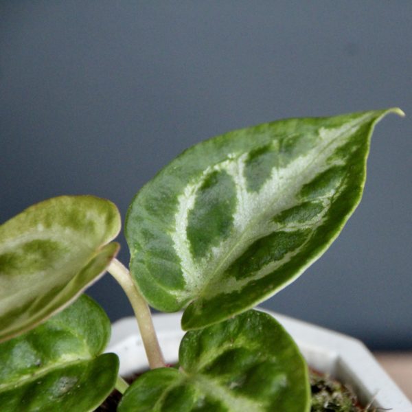 anthurium silver blush