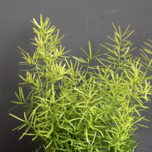 asparagus-densiflorus-sprengeri-rastlinkovo