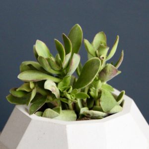 crassula-ovata-rusby-variegata-rastlinkovo