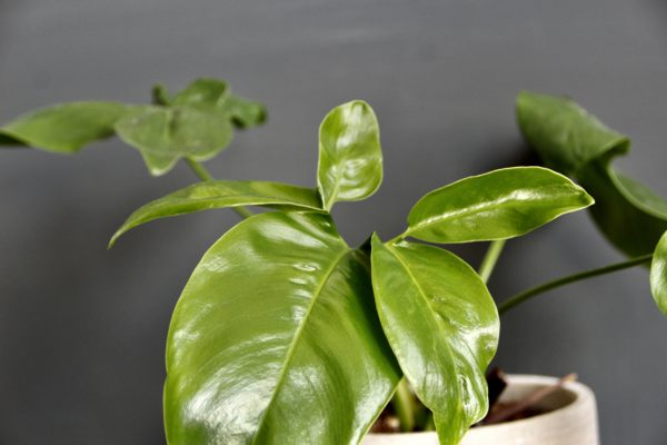 philodendron imperial green