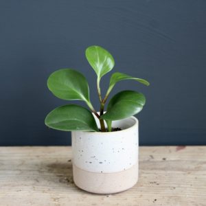 peperomia-obtusifolia-baby-rastlinkovo