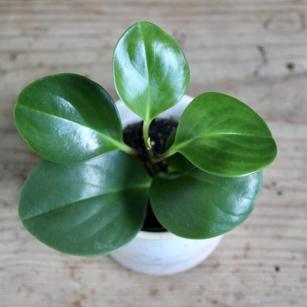 peperomia-obtusifolia-baby-rastlinkovo