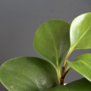 peperomia-obtusifolia-baby-rastlinkovo
