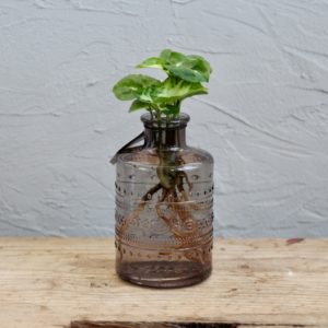 vaza-lilac-zakorenovanie-rastlin-rastlinkovo