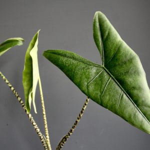 alocasia-zebrina-rastlinkovo