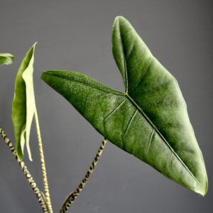 alocasia-zebrina-rastlinkovo