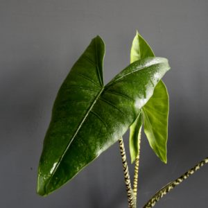 alocasia-zebrina-rastlinkovo
