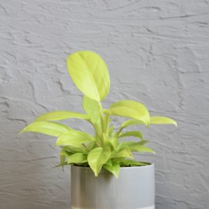 philodendron-lemon-lime-rastlinkovo