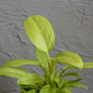 philodendron-lemon-lime-rastlinkovo