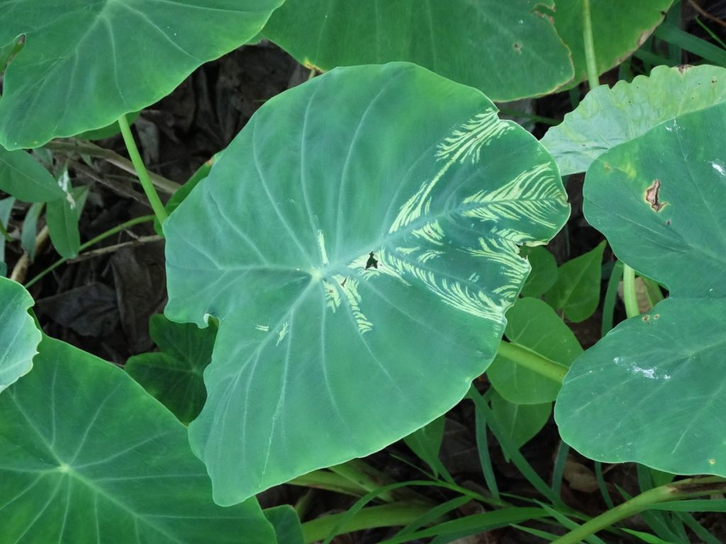 Taro Colocasia esculenta Dasheen mosaic 34338350484