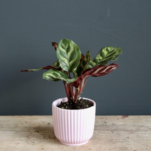 calathea-makoyana-rastlinkovo