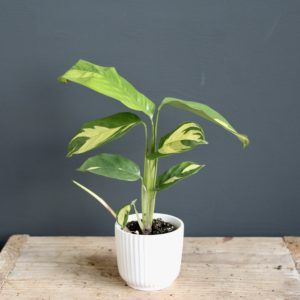 calathea-golden-mosaic-rastlinkovo