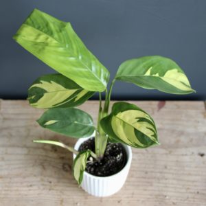 calathea-golden-mosaic-rastlinkovo