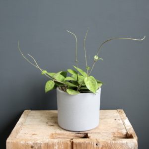 hoya-parasitica-black-edge-rastlinkovo
