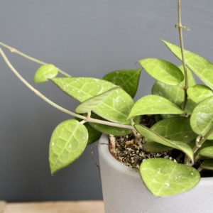 hoya-parasitica-black-edge-rastlinkovo