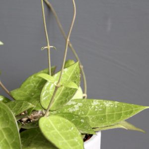 hoya-parasitica-black-edge-rastlinkovo